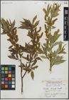 Foto von Salix lucida Muhl.